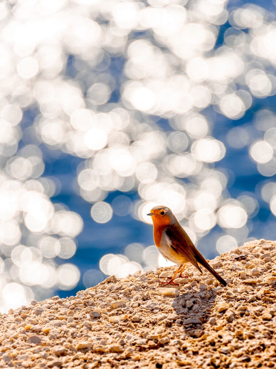 Robin bird perched on a rocky shore near water